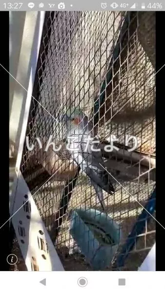 コメントの画像