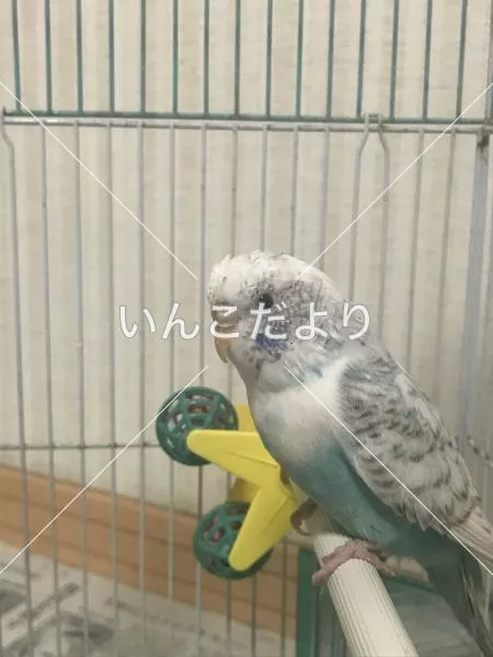 コメントの画像