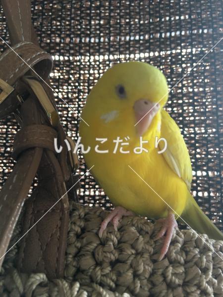 コメントの画像