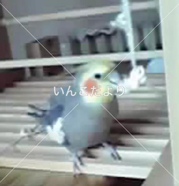 コメントの画像