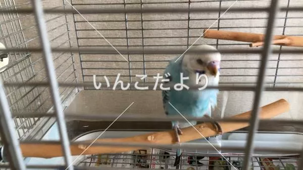 コメントの画像