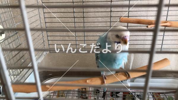 コメントの画像
