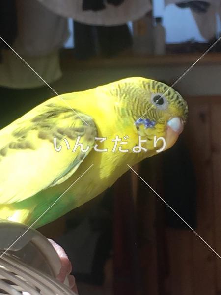 コメントの画像