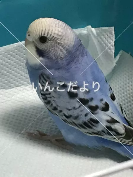 コメントの画像