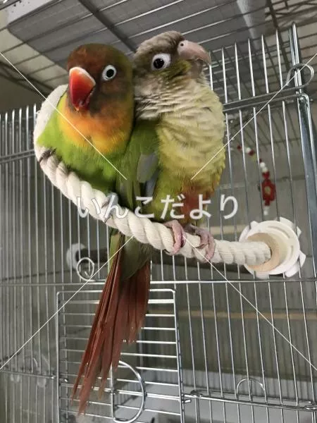 コメントの画像