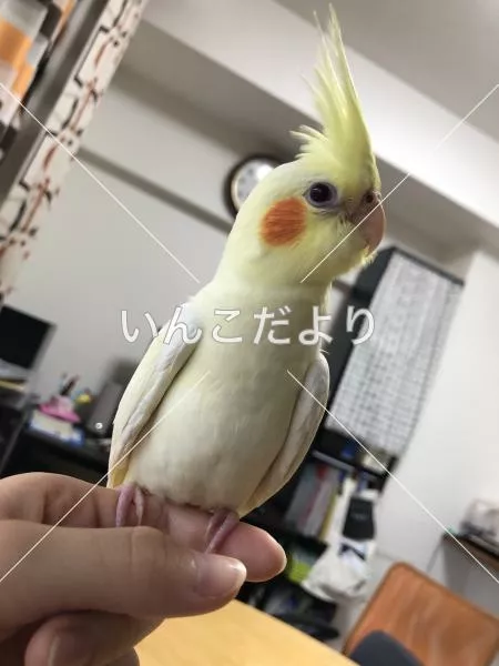 コメントの画像