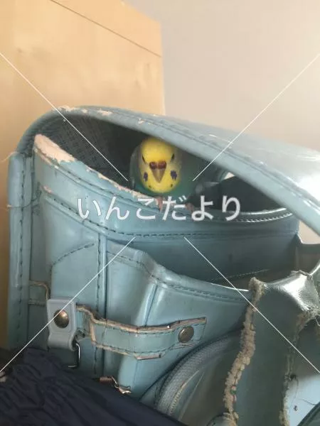 コメントの画像