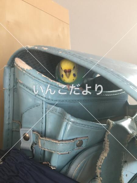 コメントの画像