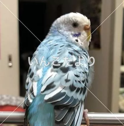 コメントの画像