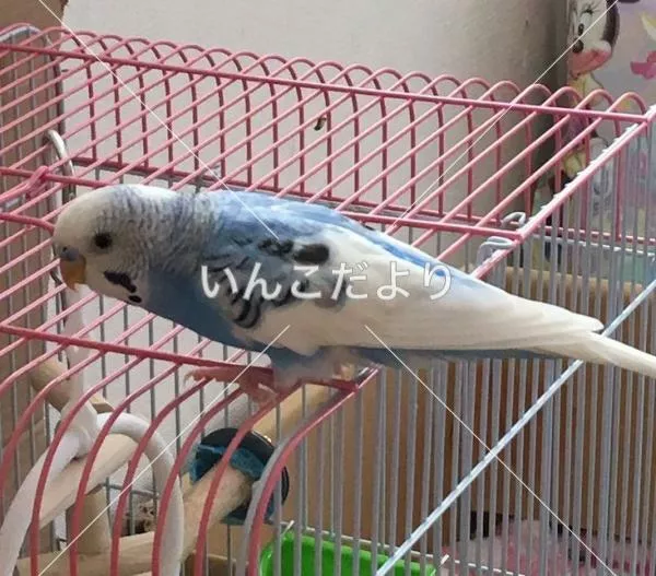 コメントの画像