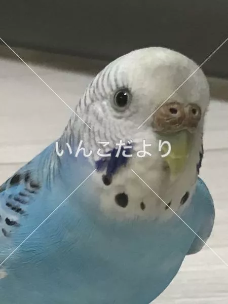 コメントの画像