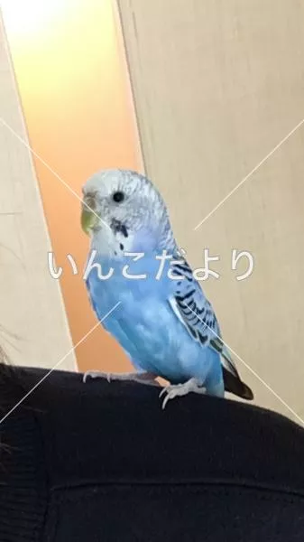 コメントの画像