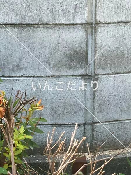 コメントの画像