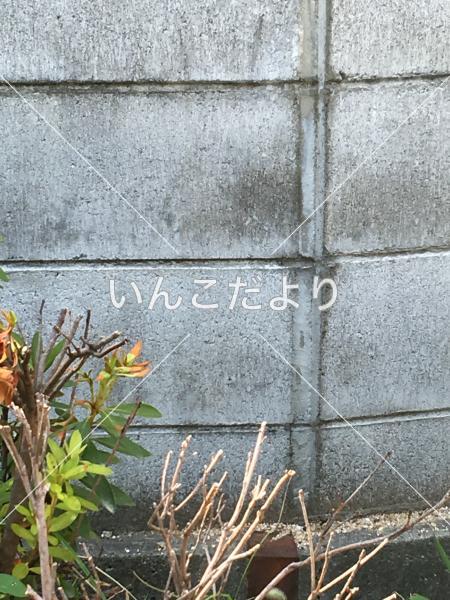 コメントの画像