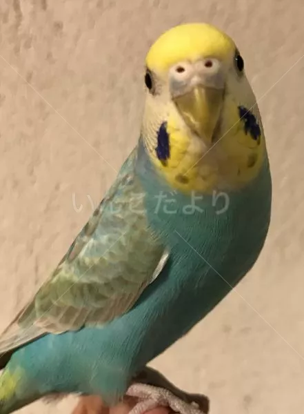 コメントの画像