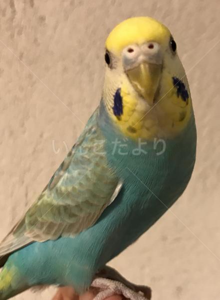 コメントの画像
