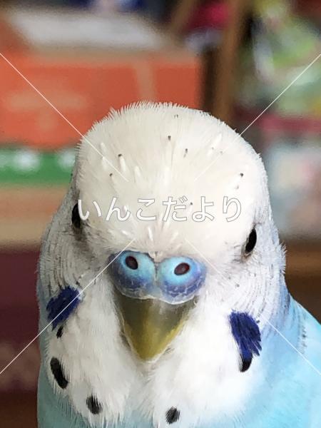 コメントの画像