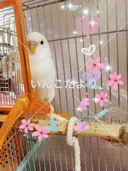 コメントの画像