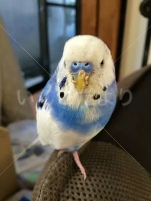 コメントの画像