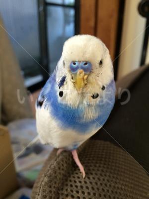 コメントの画像