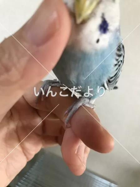 コメントの画像