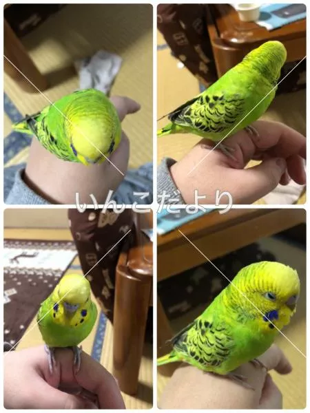 コメントの画像