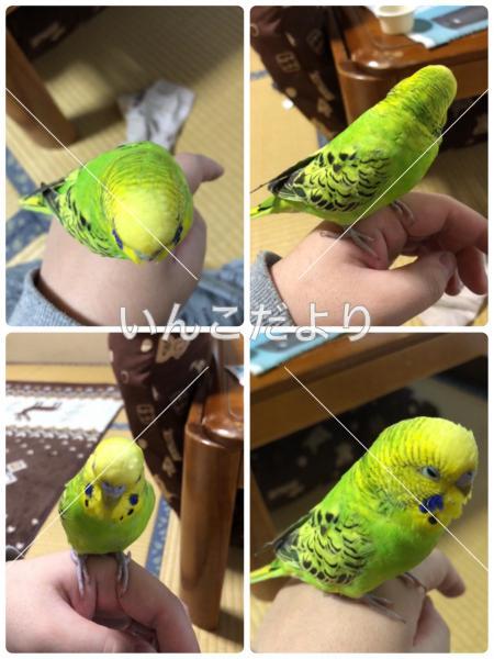 コメントの画像