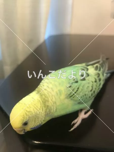 コメントの画像