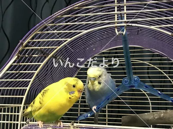 コメントの画像