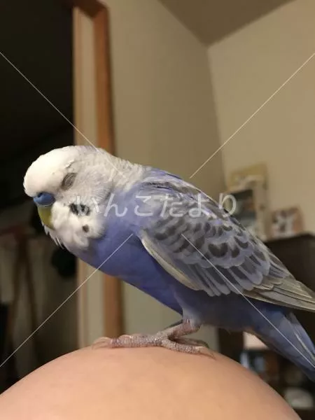 コメントの画像