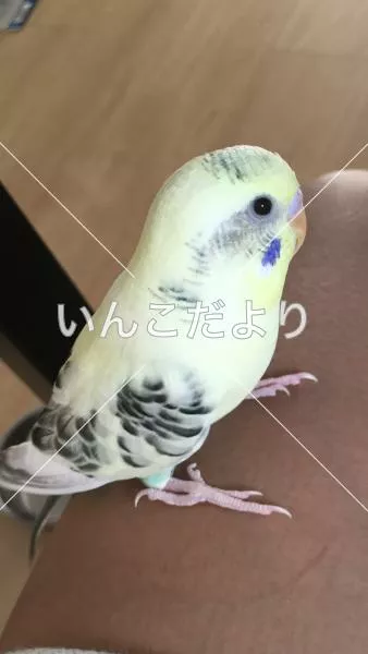 コメントの画像