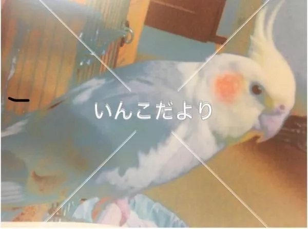 コメントの画像