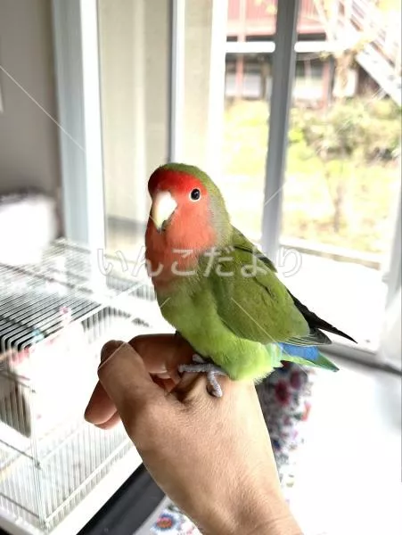 コメントの画像