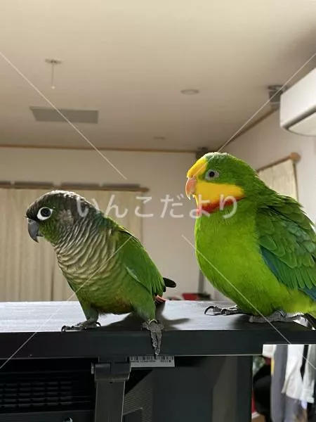 コメントの画像