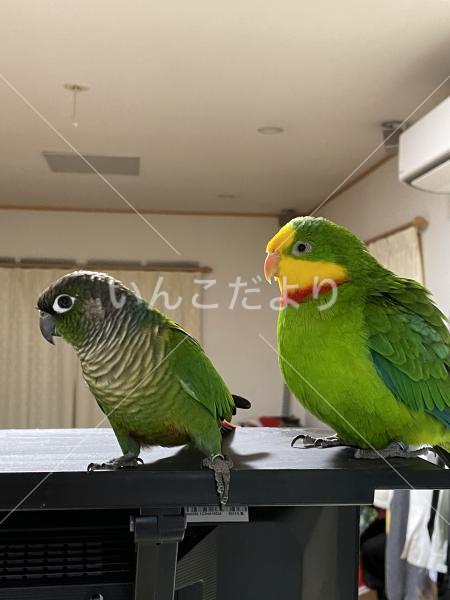 コメントの画像