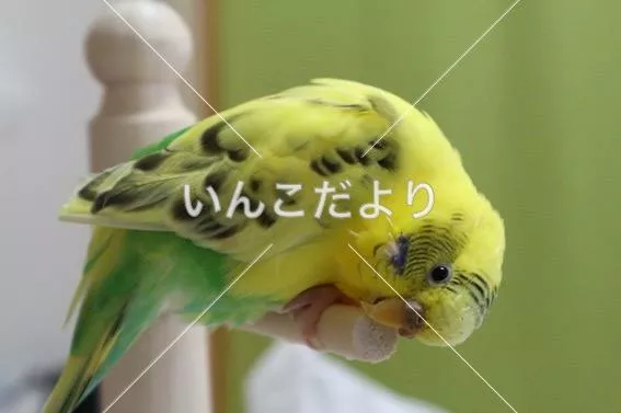 コメントの画像