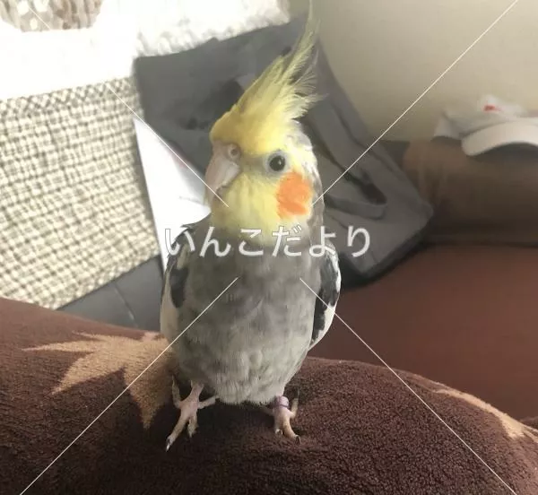 コメントの画像