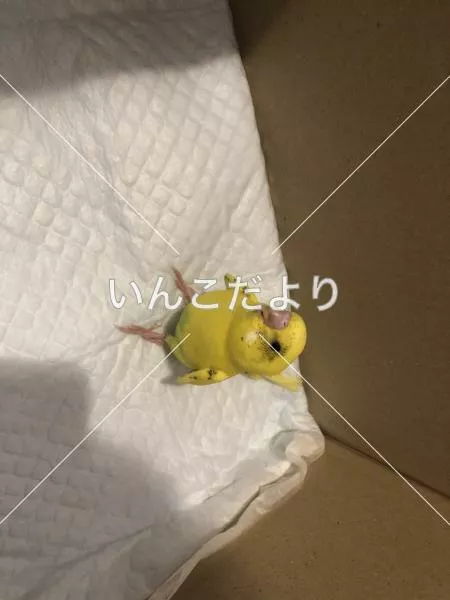 コメントの画像