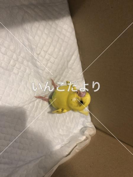 コメントの画像