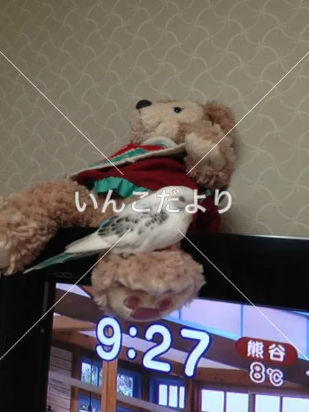 コメントの画像