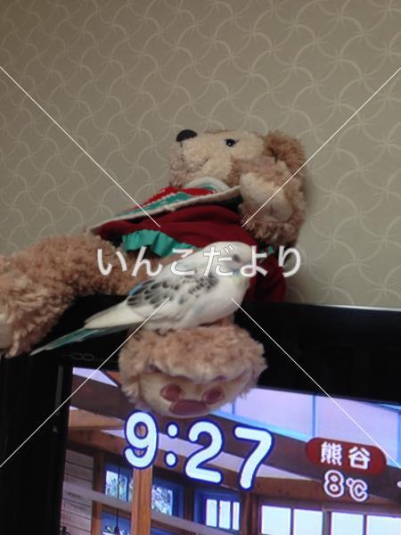 コメントの画像
