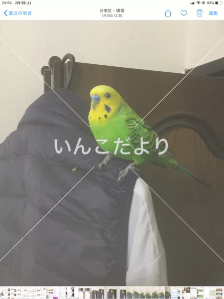 コメントの画像