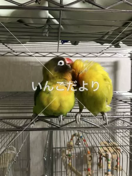 コメントの画像