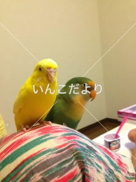 コメントの画像