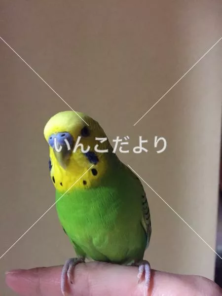 コメントの画像