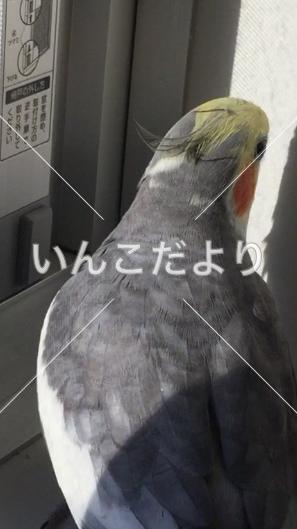 コメントの画像