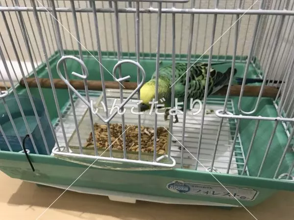 コメントの画像