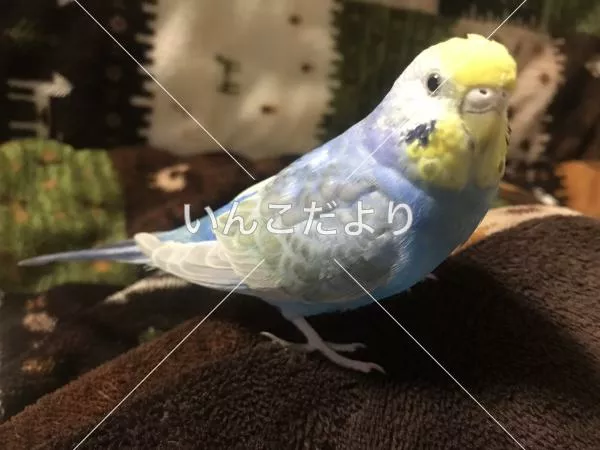 コメントの画像