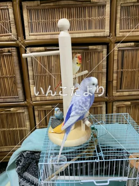 コメントの画像