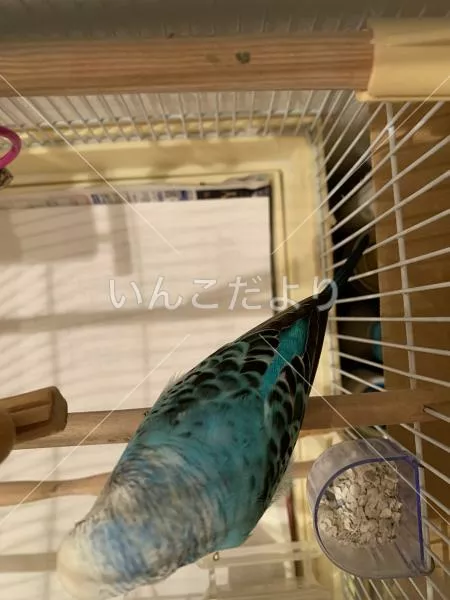 コメントの画像